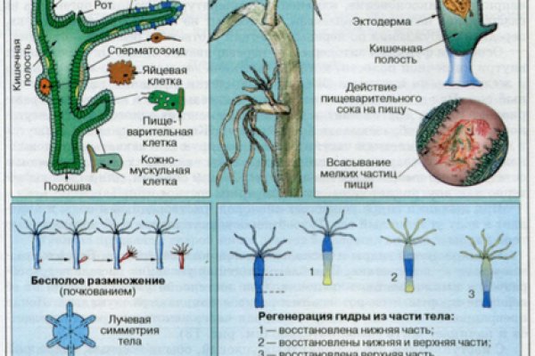 Кракен наркологический